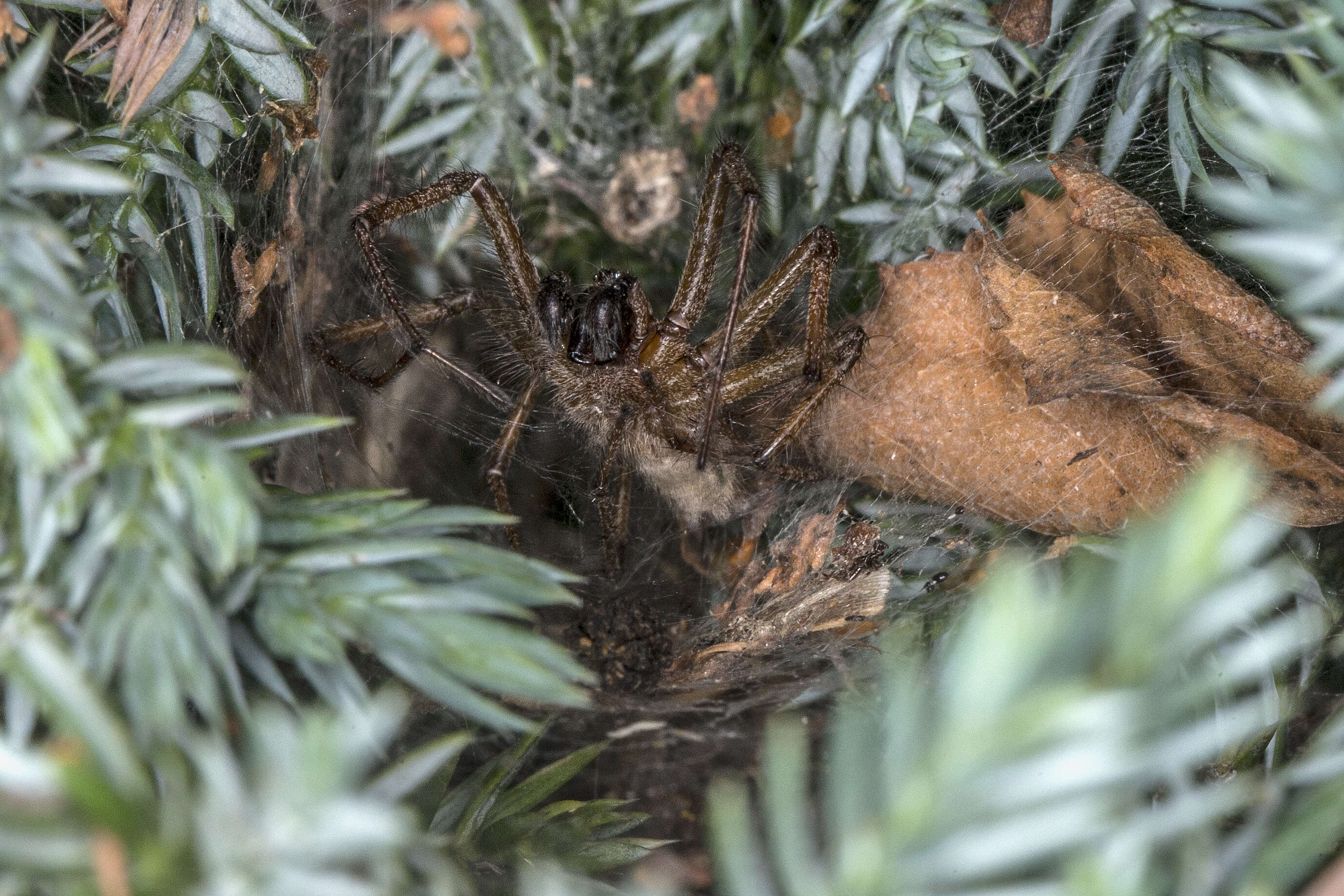 Image of Agelena labyrinthica (Clerck 1757)