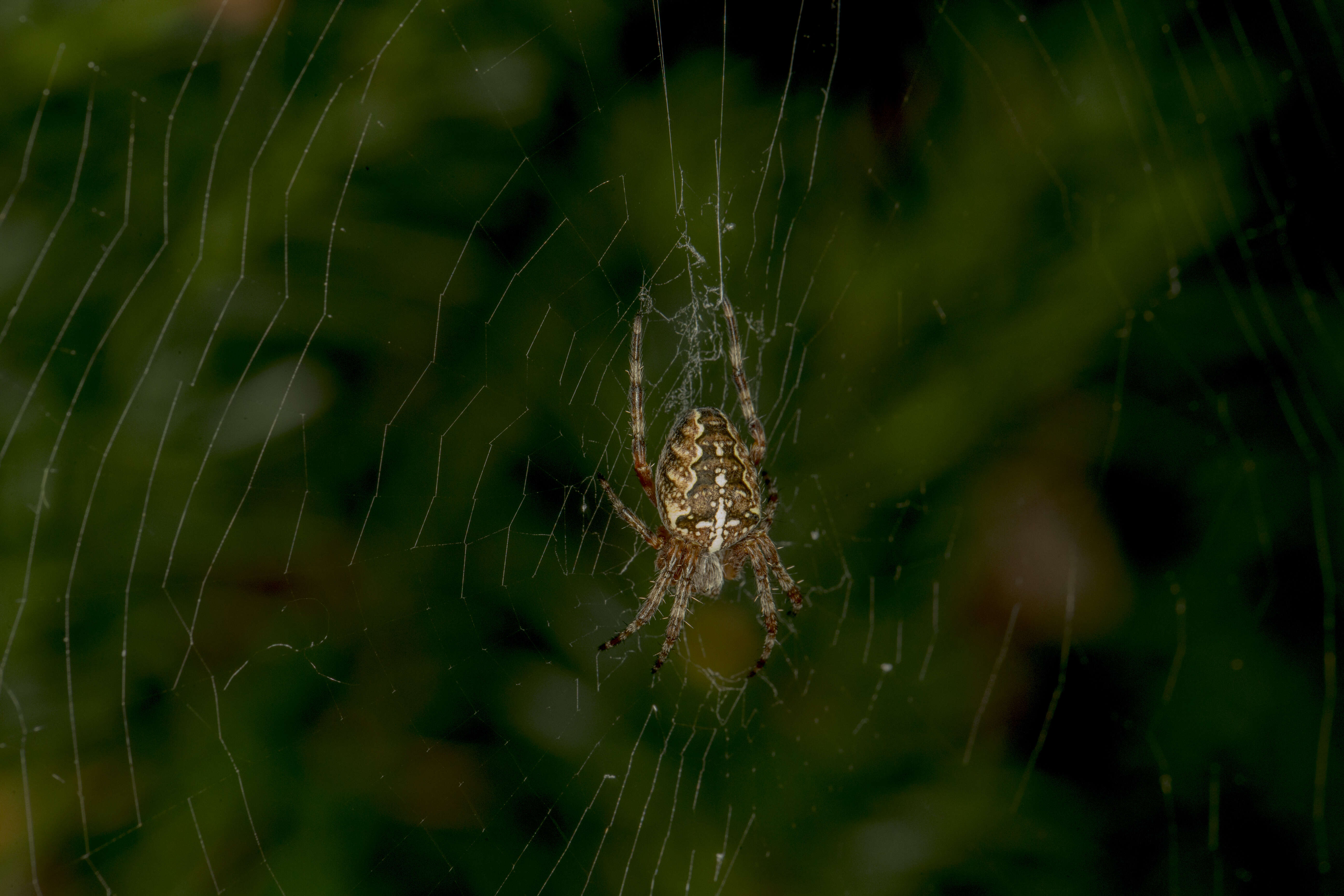 Image of Garden spider