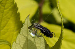 Image of Cucumber green spider