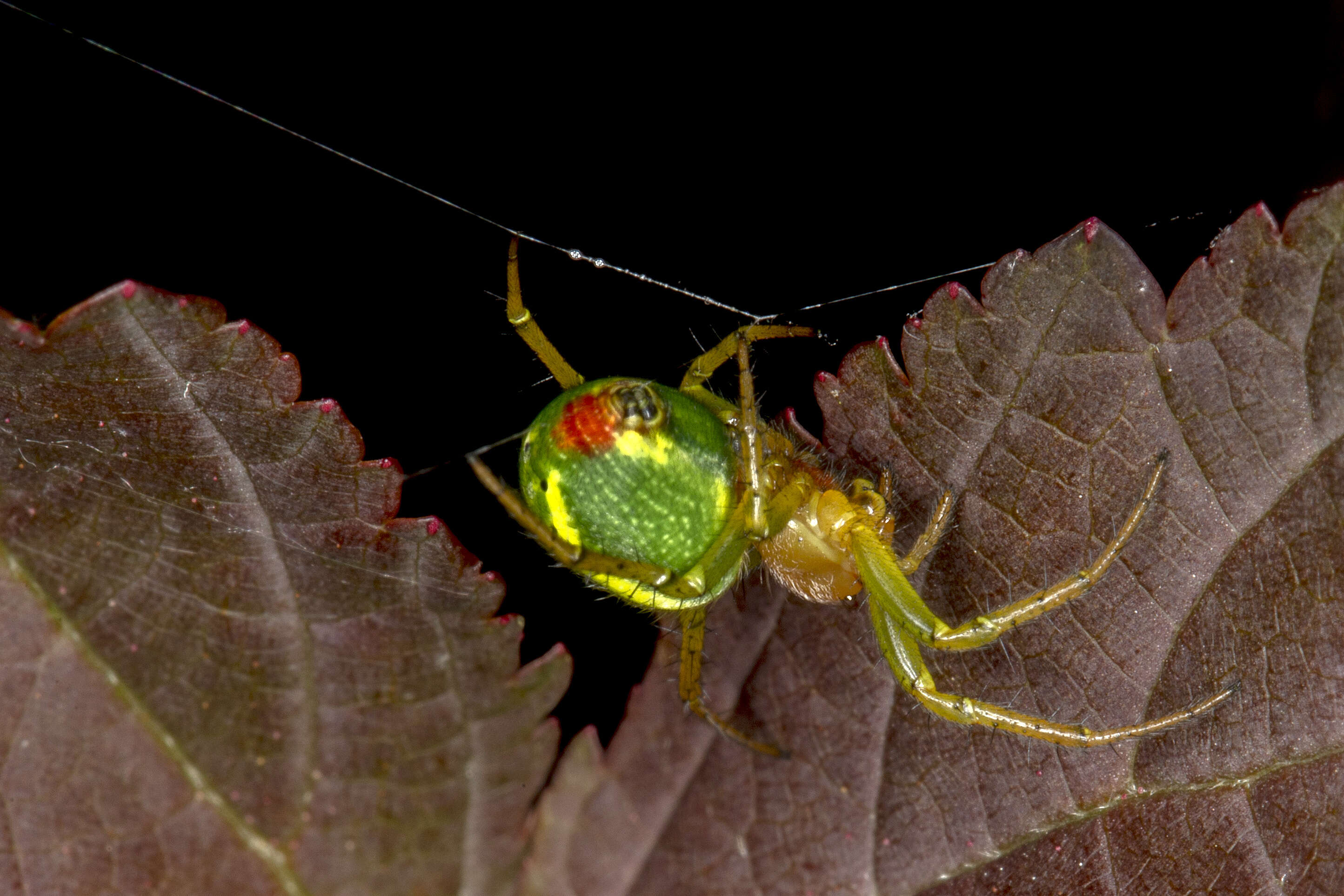 Image of Cucumber green spider