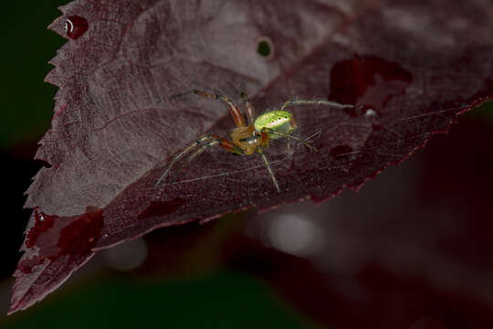 Image of Cucumber green spider