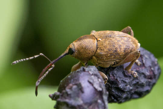 Imagem de Curculio nucum Linnaeus & C. 1758