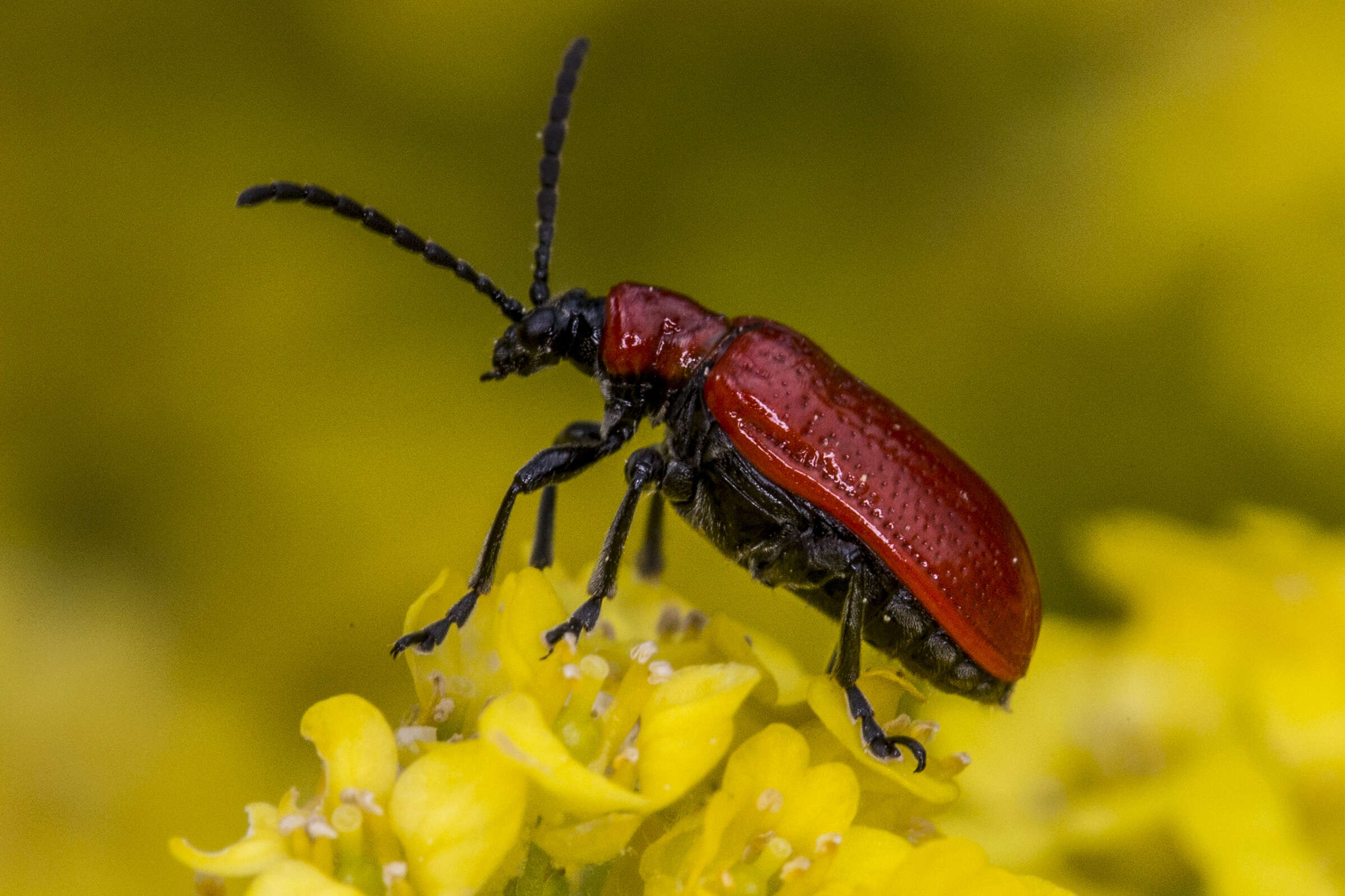 Image of Scarlet lily beetle