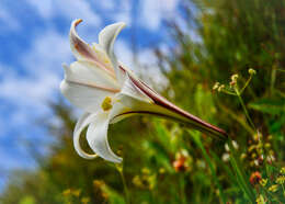 Image of Formosa lily