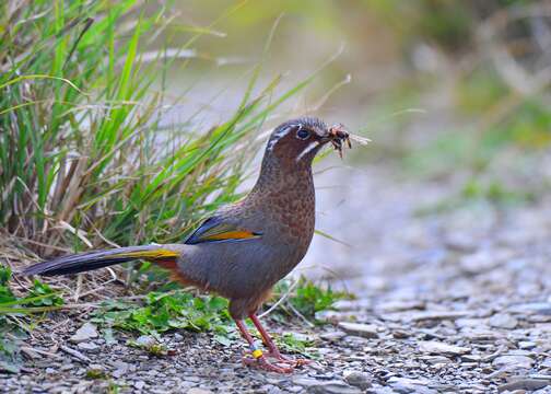 Image of White-whiskered Laughingthrush