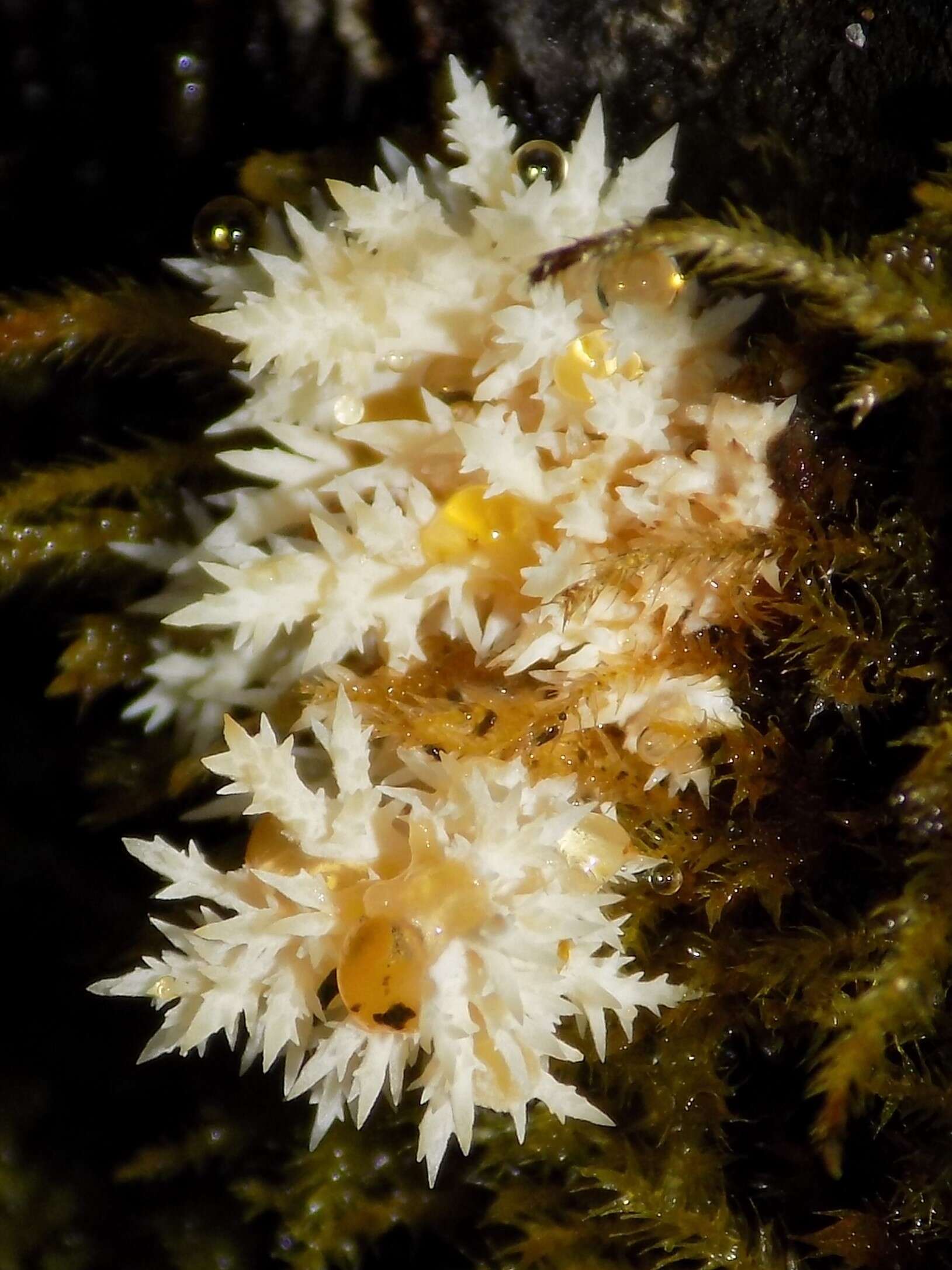 Image of Bear's head