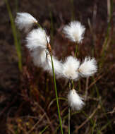 Image of common cottongrass