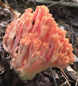 Ramaria subbotrytis (Coker) Corner 1950 resmi