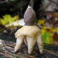 Image of Geastrum quadrifidum DC. ex Pers. 1801