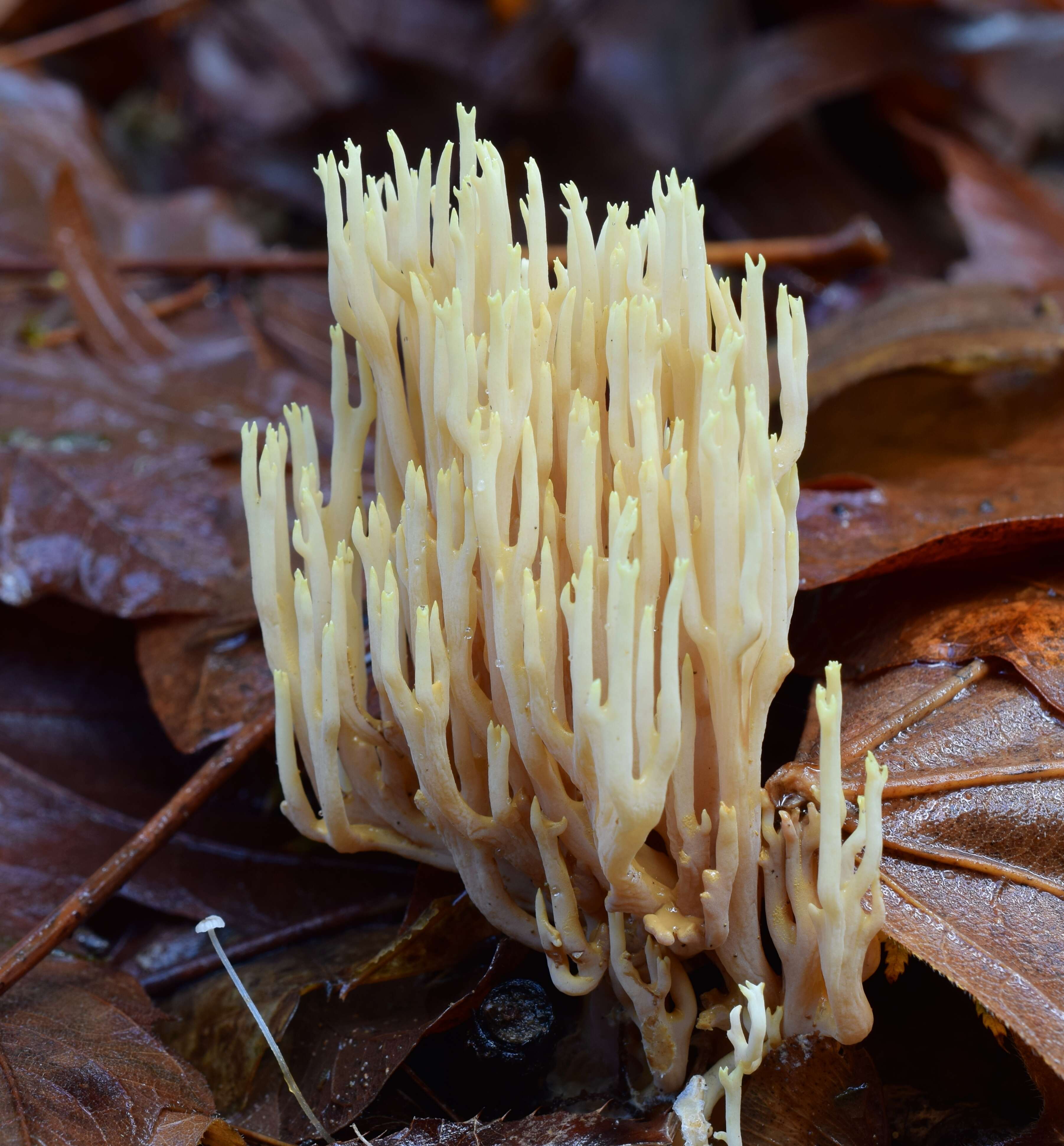 Image of Ramaria cystidiophora (Kauffman) Corner 1950