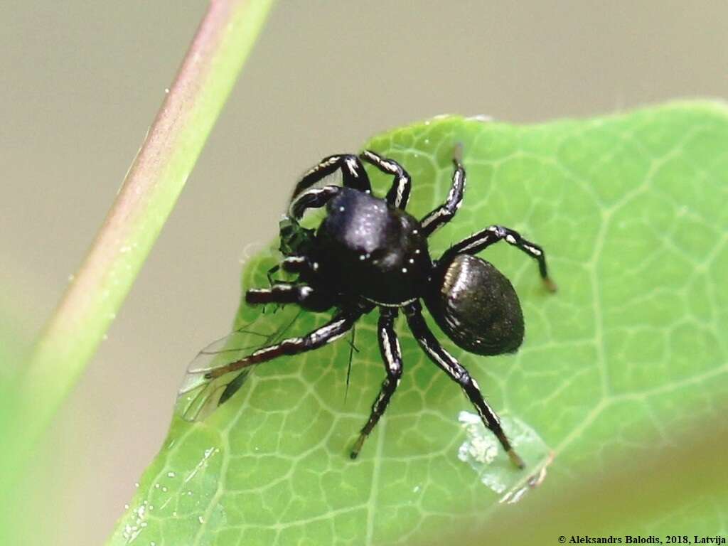 Image of Heliophanus cupreus (Walckenaer 1802)