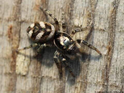 Image of Zebra spider