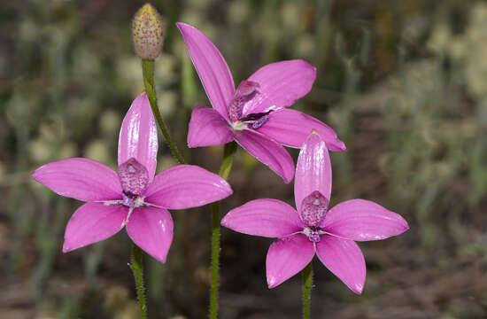 Image de Caladenia emarginata (Lindl.) Rchb. fil.