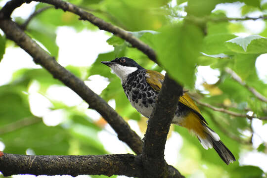 Image of Pycnonotus squamatus