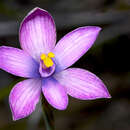 صورة Thelymitra maculata Jeanes