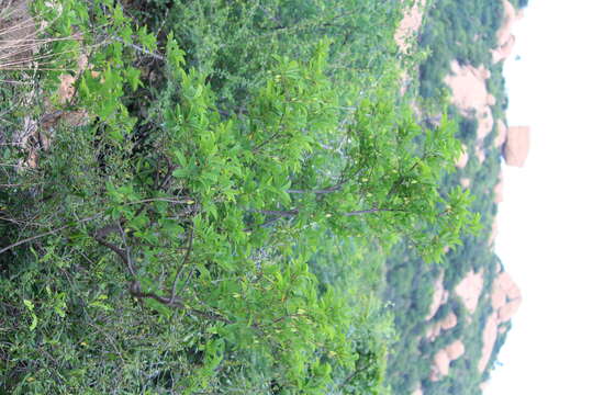 Image of sugar apple