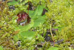 Image of Tiny helmet orchid