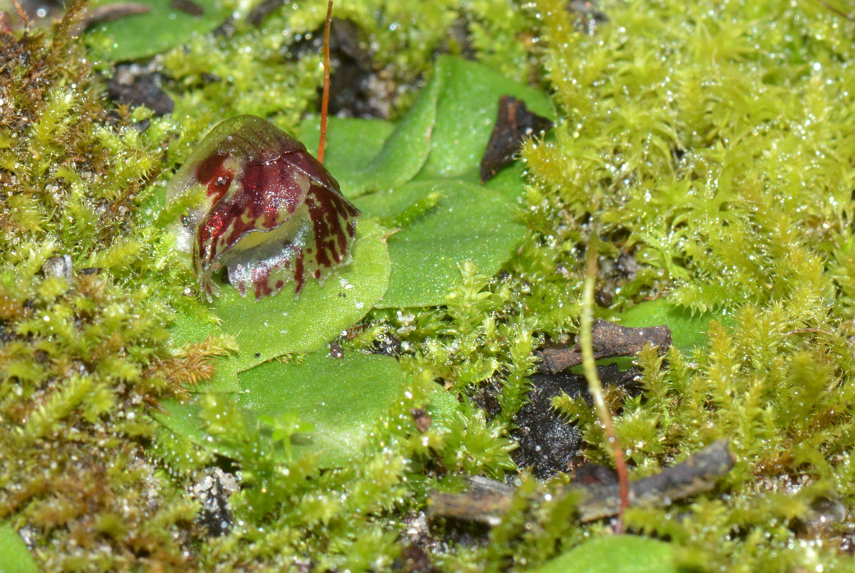 Image of Tiny helmet orchid