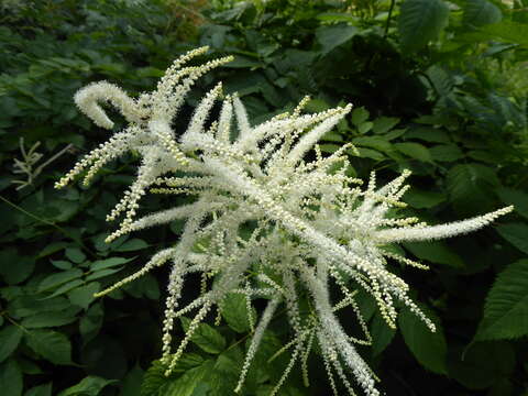 Image of bride's feathers