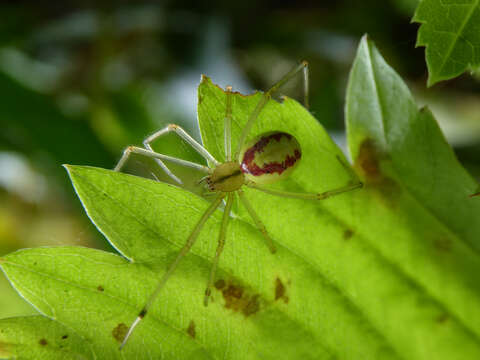 Image of Enoplognatha ovata (Clerck 1757)