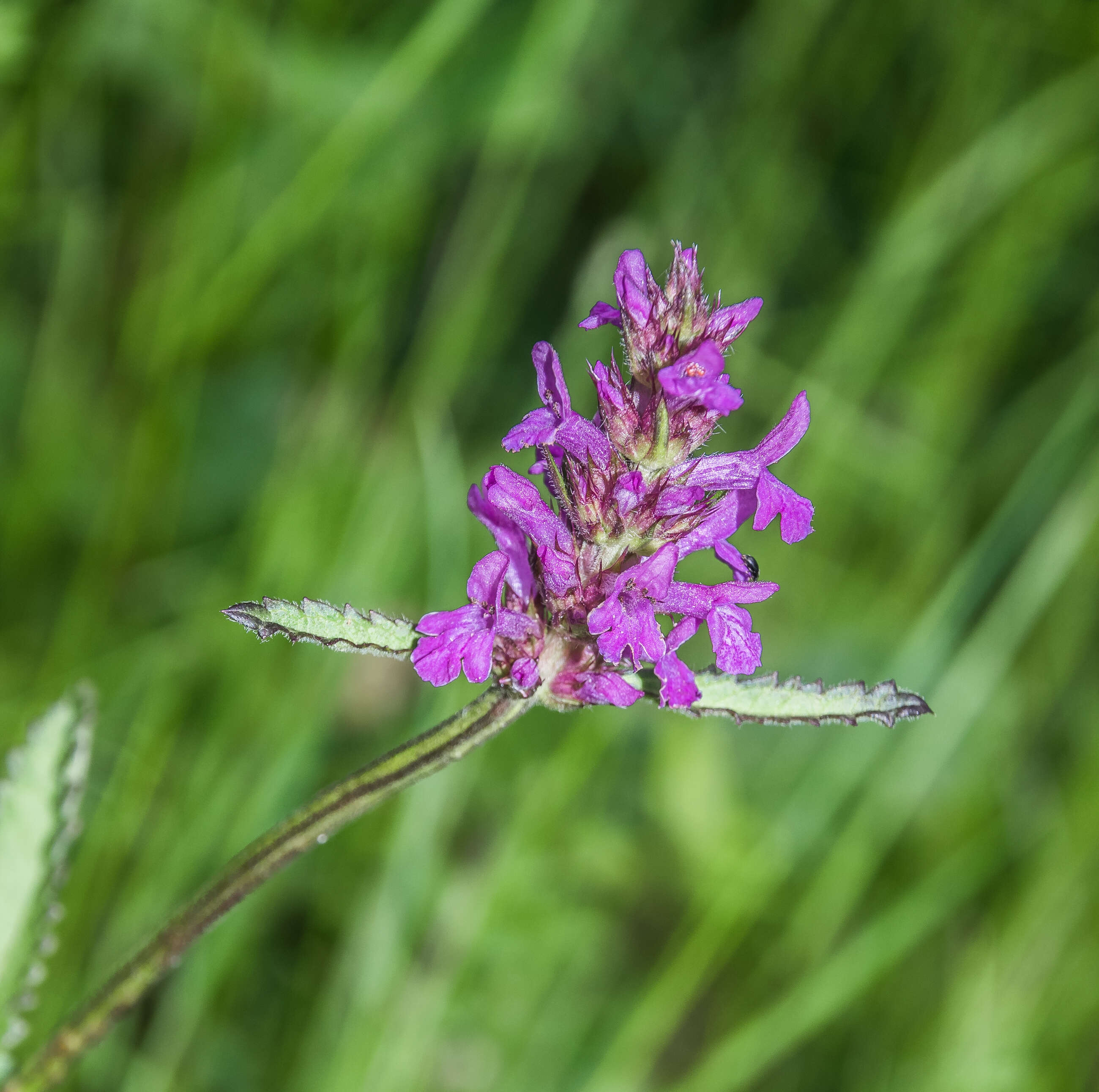 Image de Betonica officinalis L.