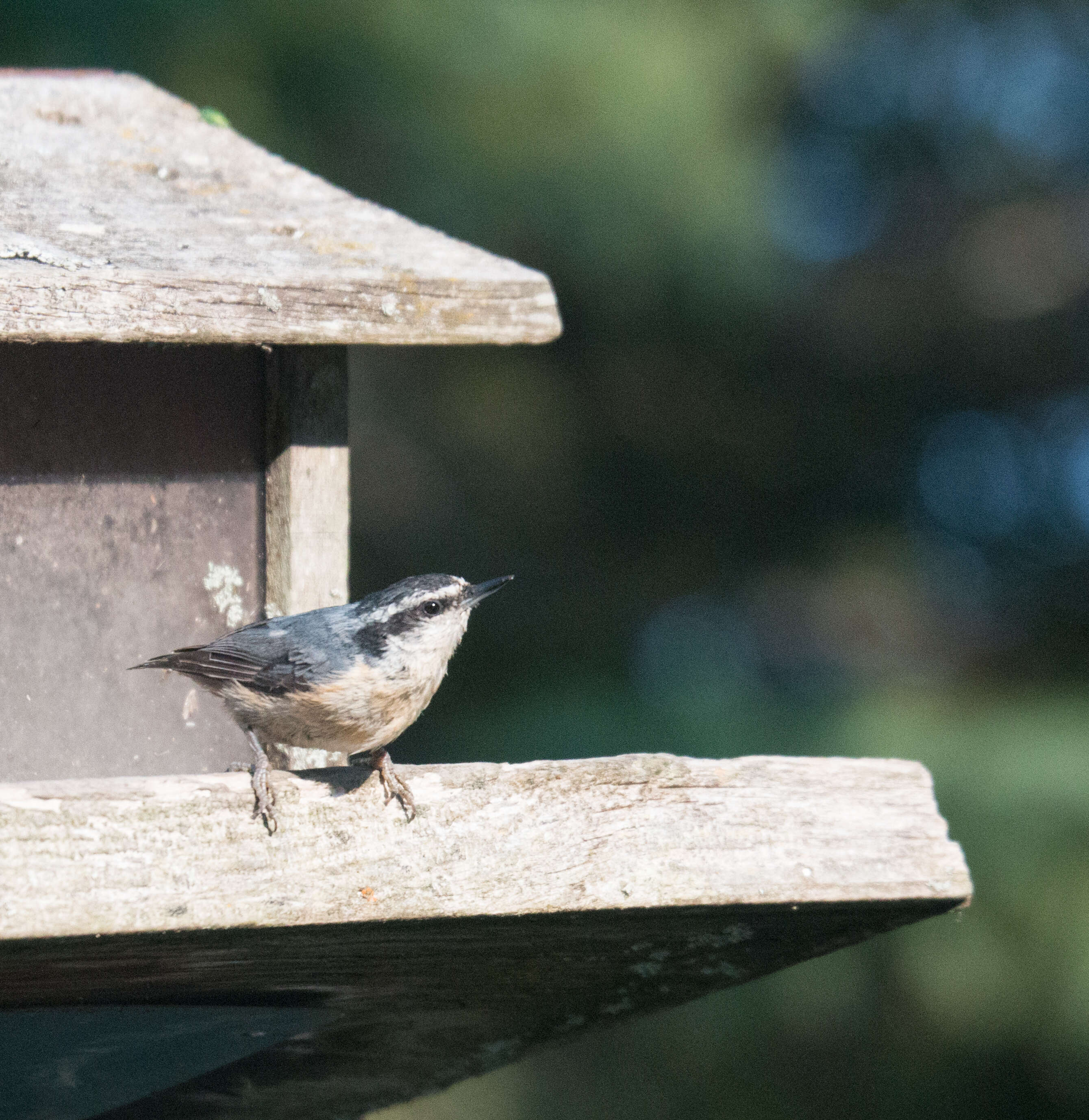 Image of Red-breasted Nuthatch