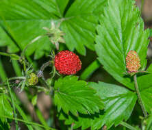 Image of woodland strawberry