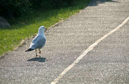 Image of Ring-billed Gull