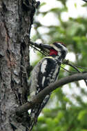 Image of Sapsucker