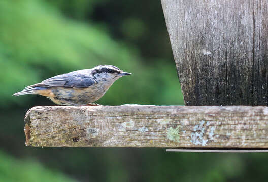 Image of Red-breasted Nuthatch