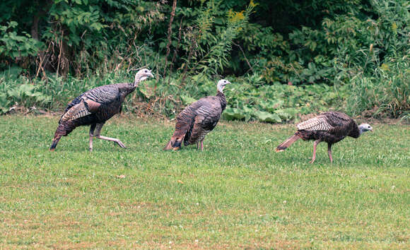 Imagem de Meleagris gallopavo Linnaeus 1758