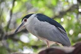 Image of Night Herons