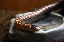 Image of Arizona Mountain Kingsnake