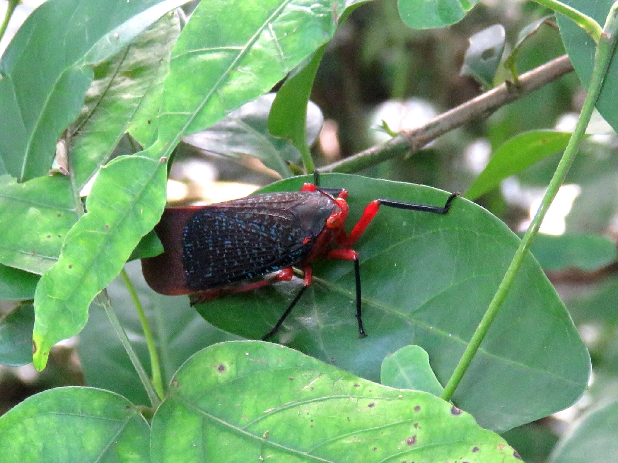 Image of Kalidasa lanata (Drury 1773)