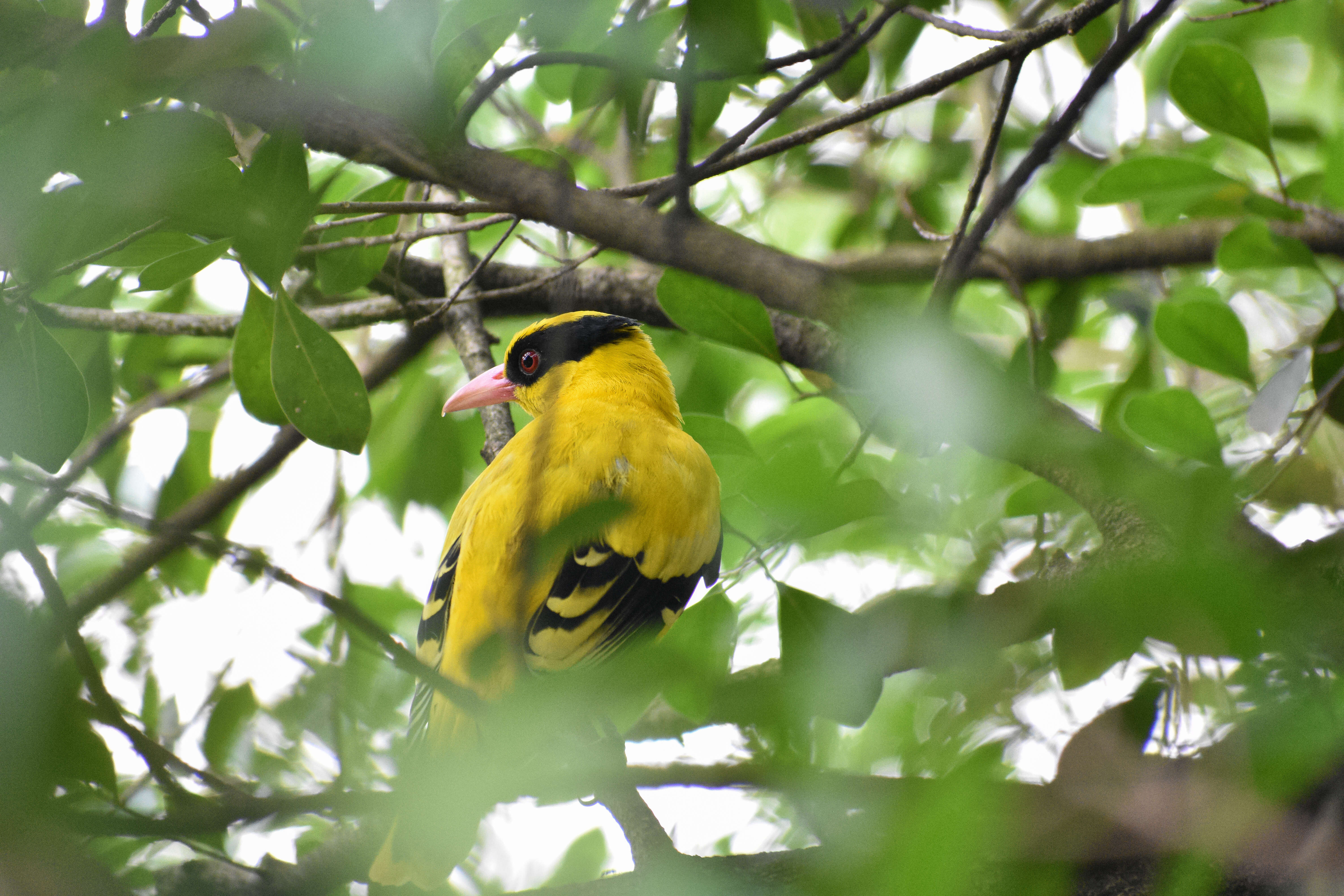 Image of Black-naped Oriole