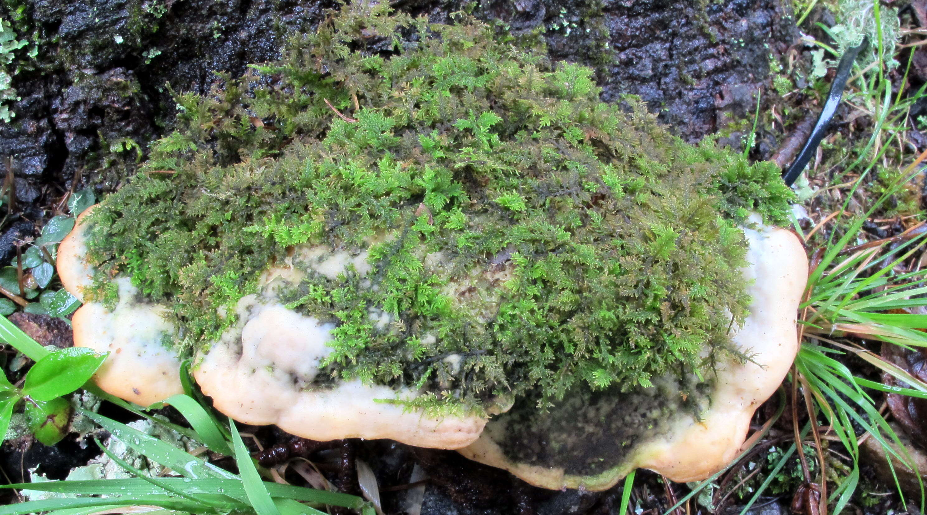 Image of Oxyporus populinus (Schumach.) Donk 1933