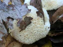 Image de Polypore corticole