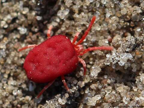 Trombidium holosericeum的圖片