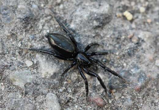 Imagem de Zelotes subterraneus (C. L. Koch 1833)