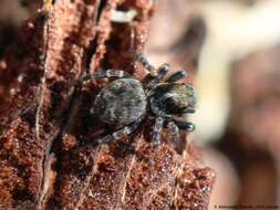 Image of Jumping spider