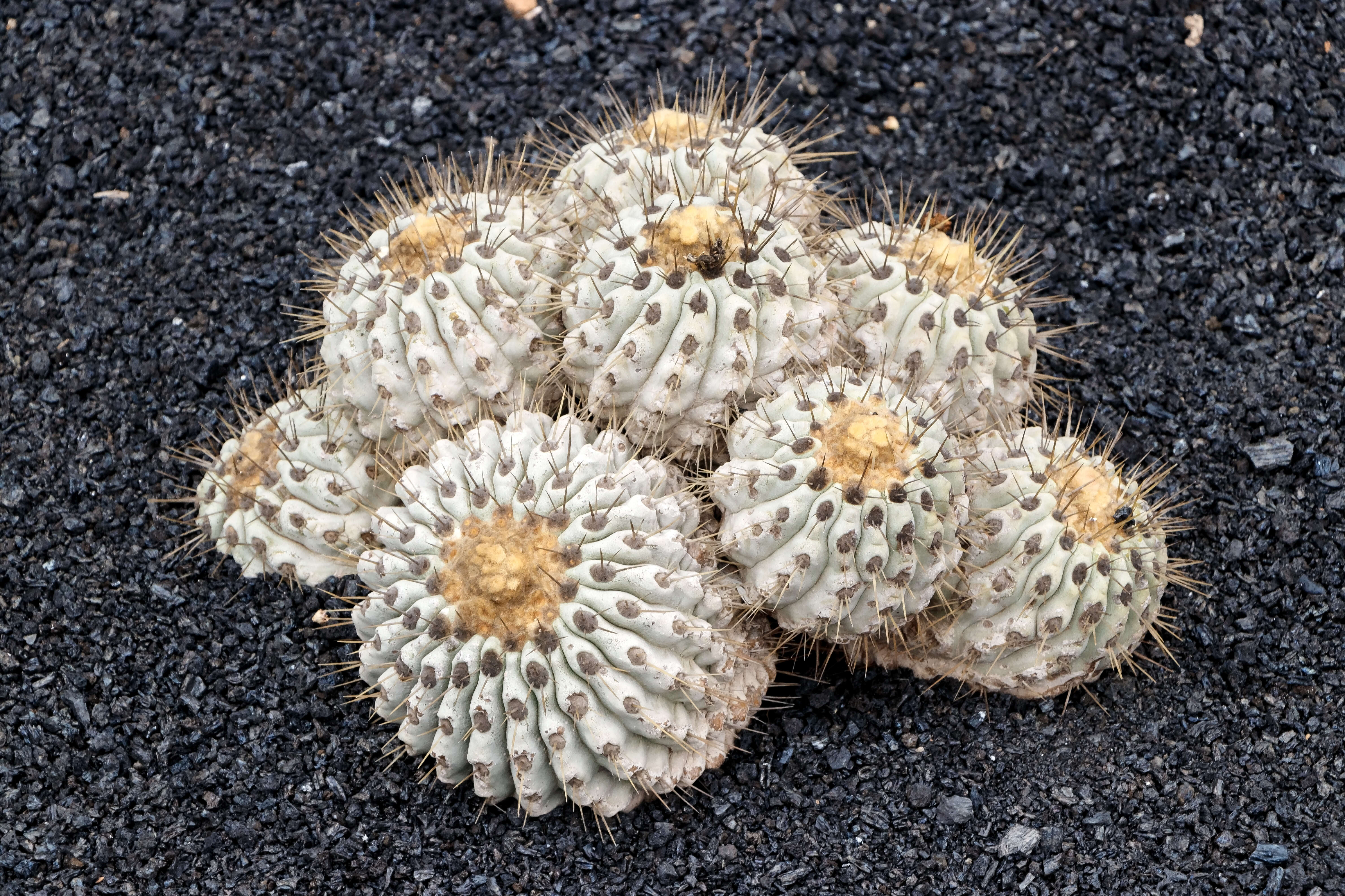 Image of Copiapoa cinerea (Phil.) Britton & Rose