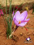 Image of autumn crocus