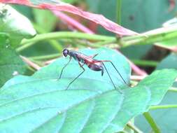 Image of stilt-legged flies