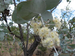 Image of Eucalyptus shirleyi Maiden