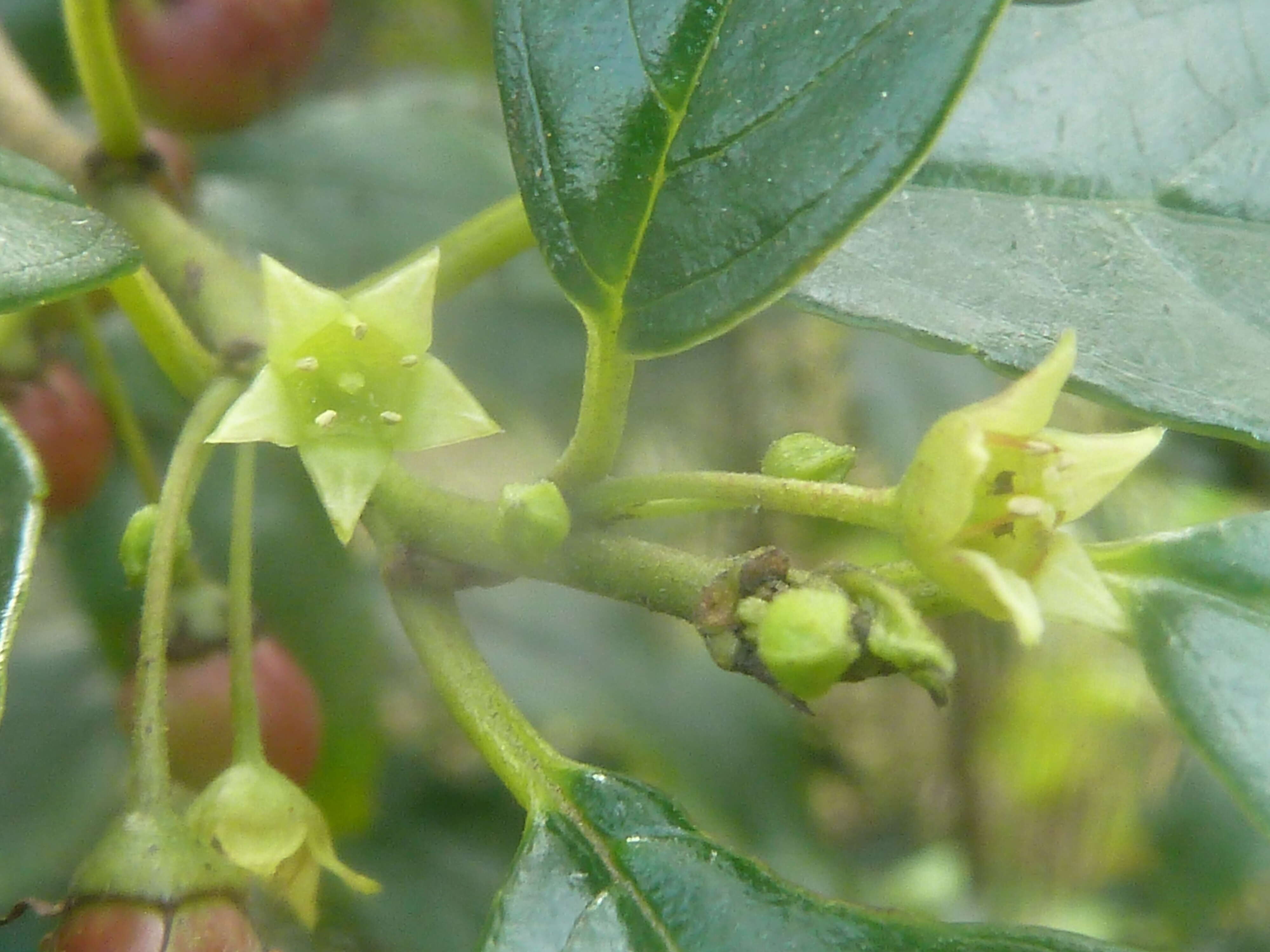 Слика од Rhamnus prinoides L'Her.