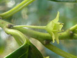 Sivun Rhamnus prinoides L'Her. kuva
