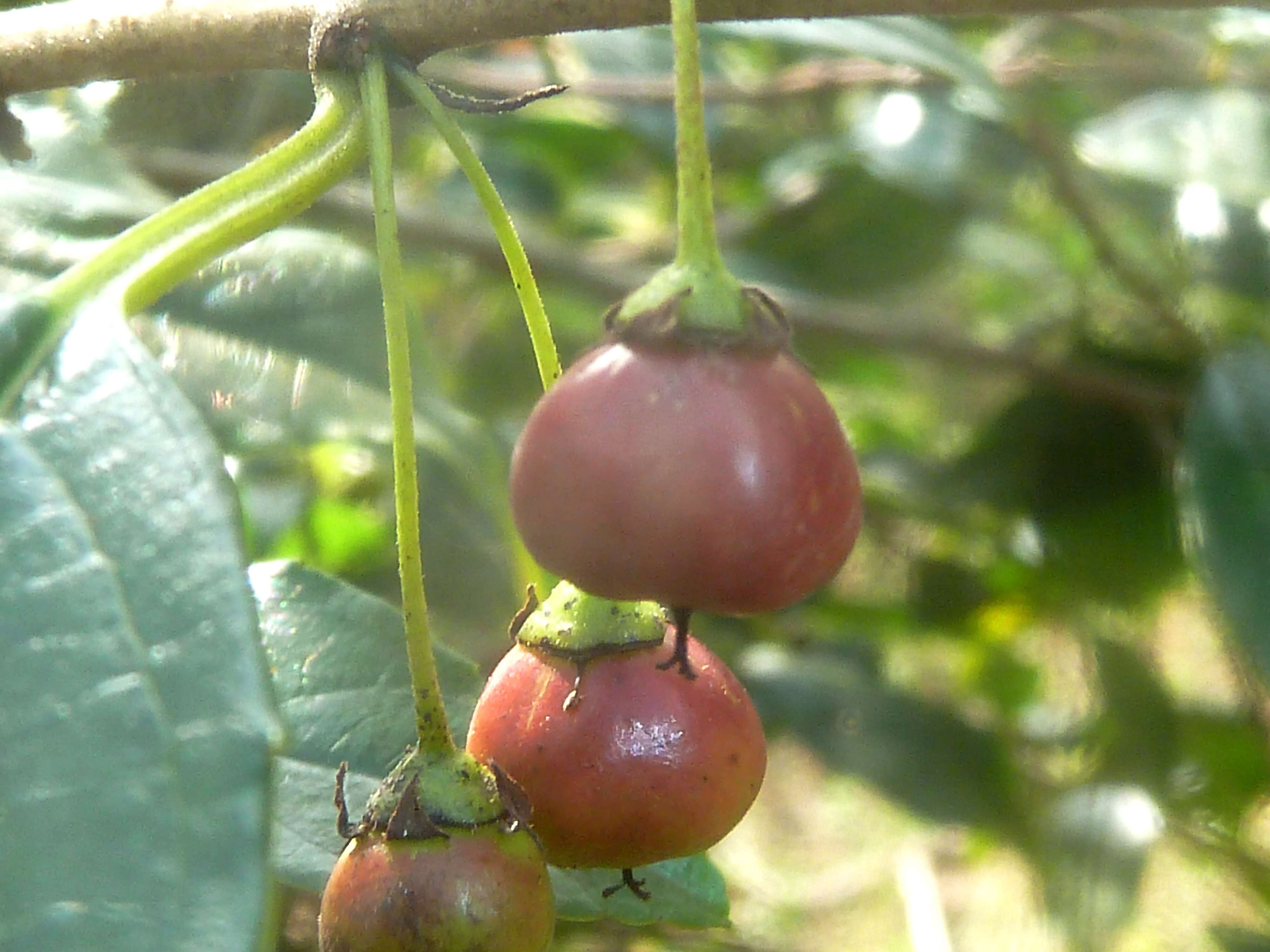 Слика од Rhamnus prinoides L'Her.