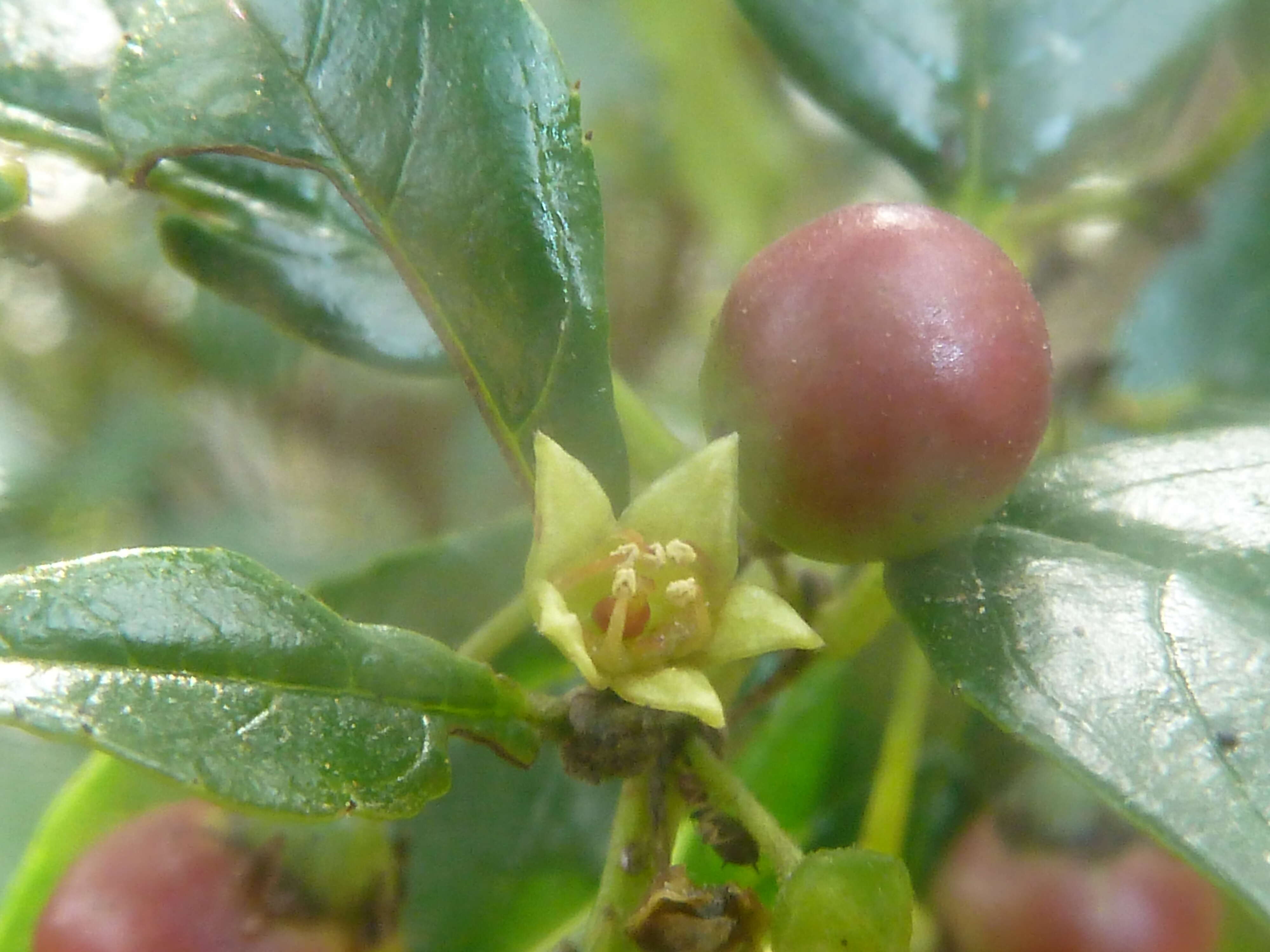 Слика од Rhamnus prinoides L'Her.