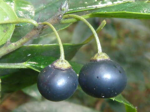 Image of schefflera