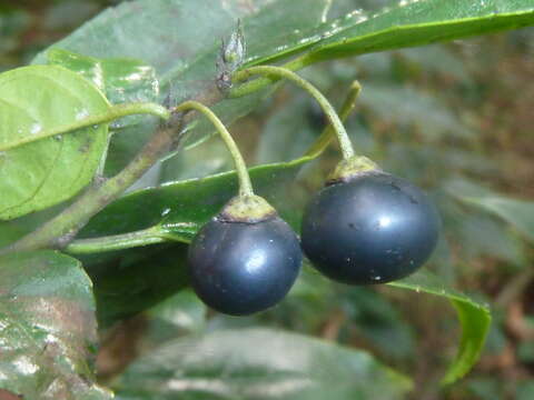 Image of schefflera